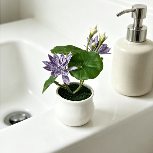 Plante nénuphar - plante,