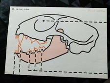 ancien croquis de sciences les animaux.le chat/le lapin édition rossignol 36/52