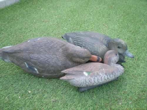 Trois canards appelant - trois,