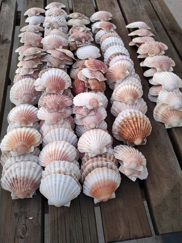 Lot coquilles saint jacques - lot,