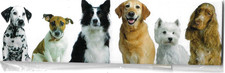 Aimant réfrigérateur chien