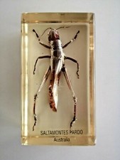 insecte inclusion résine des