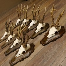 Cerf 9 Pièce Rehböcke