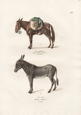 Lithographie D'Un Âne, Mulet, Maultier, Hinny, Mule Par Brodtmann 1824