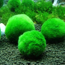 Cladophora Aegagrophila Boule Mousses Marimo Plante Aquarium Naturel Ø 3cm Petit