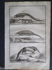 Fourmilier Pangolin Phatagin