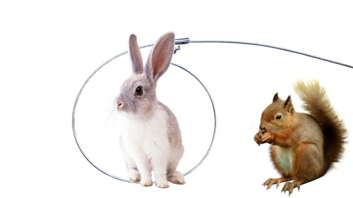 Survival snares rabbit - survival,