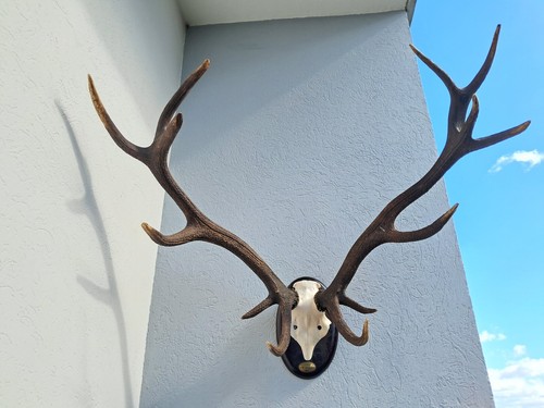 Grand trophée cerf élaphe - trophée, de
