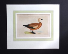 Gravure anglaise ancienne de