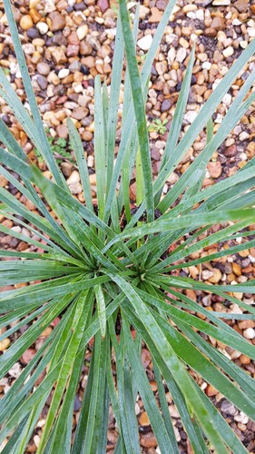 Yucca linearifolia - , x