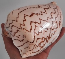 curiosité , taxidermie ,Coquillage : Volute Nobilis