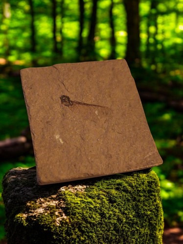 Fossile feuille sur plaque - fossile,