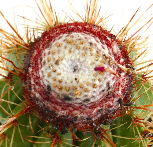 Melocactus oreas hu300 seeds - hu300,
