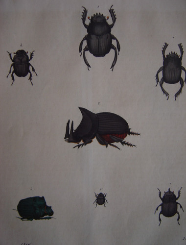 Belle gravure ancienne - , de
