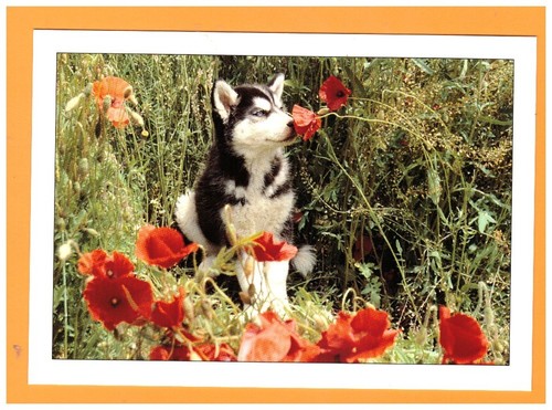 Molines queyras chien - molines-en-queyras, 05: