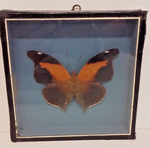 Taxidermie boite avec - boite,