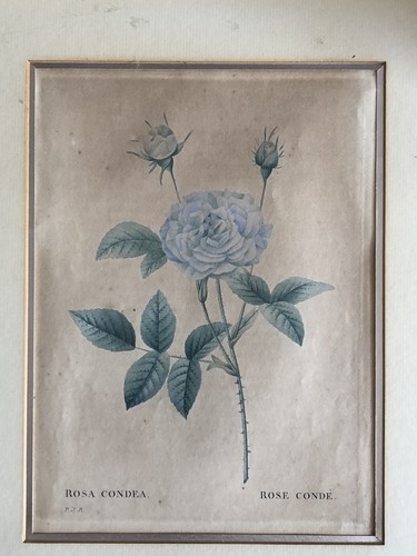 Pierre joseph redoute - pierre,