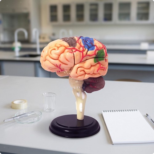 Modèle anatomique cerveau - modèle, du