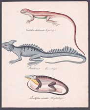 Lézard Jésus Iguane Basilic