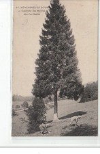 MONTAGNES DU DOUBS - La cueillette des morilles sous les sapins - état
