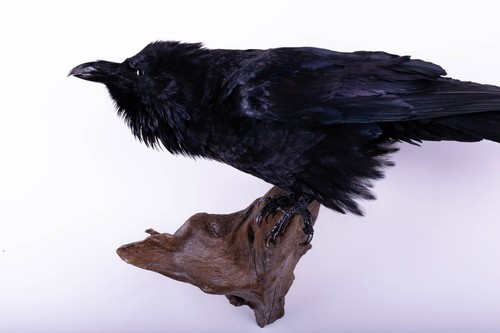 Taxidermy carrion crow bird - taxidermy,