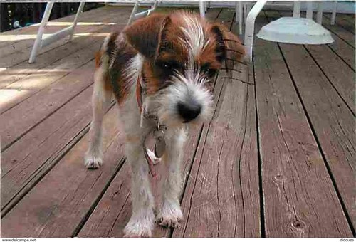 Carte postale animaux - postale,