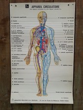 ANCIENNE AFFICHE MEDECINE -LE CORPS HUMAIN- 5A- APPAREIL CIRCULATOIRE (5/11/18)