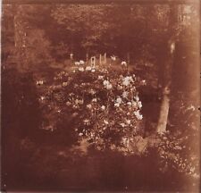 Forêt Fleurs Arbres R1 Photo Stereo Verre Positive Vintage 