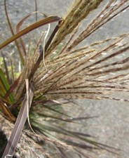 ♫ EULALIE Roseau de Chine 'Goliath' - Miscanthus ♫ Graines ♫ Ornement GRAMINEE ♫