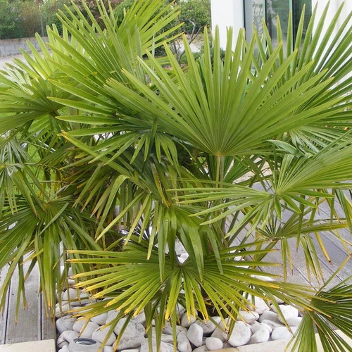 Trachycarpus fortunei - ,
