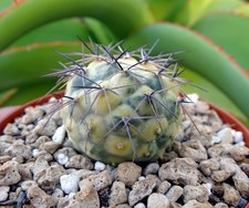 TEPHROCACTUS GEOMETRICUS