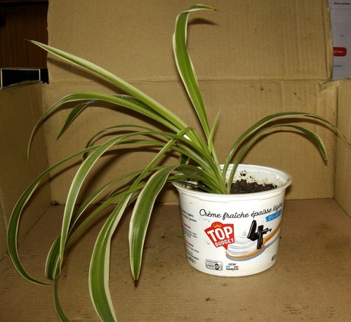 Jeune chlorophytum 4 - jeune,