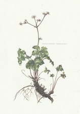 Planche 96 Histoire Naturelle Flore : Sanicle d'Europe