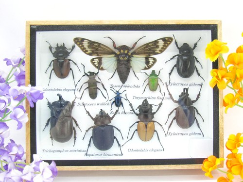 Insectes exotiques réel - -,