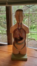 Somso Anatomical Model Torso
