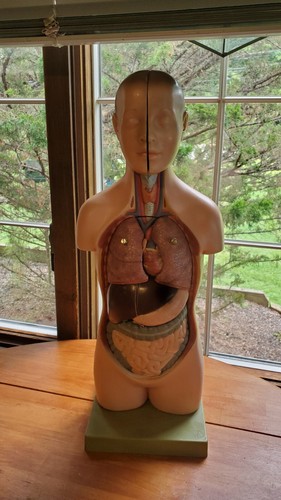 Somso anatomical model torso - anatomical,