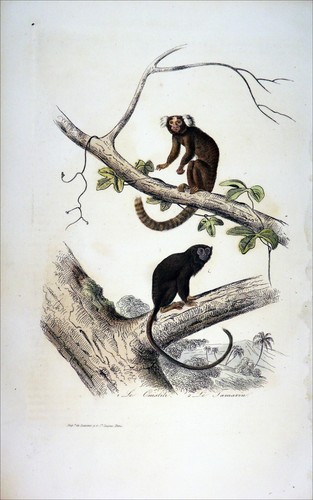 Singe ouistiti tamarin - singe,
