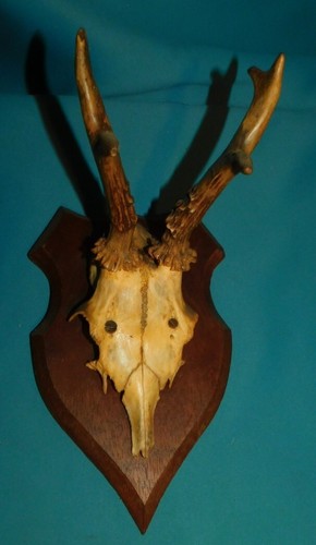 Ancien trophee chasse - ancien,
