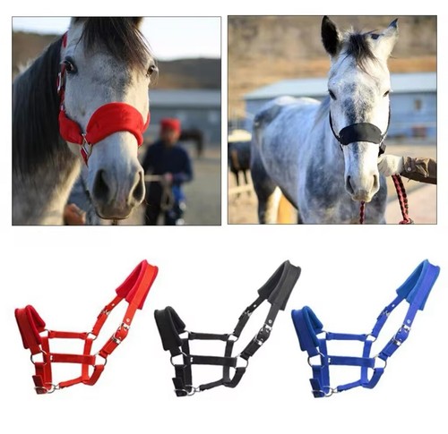 Licol rembourré pour cheval - licol,