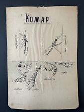 Tableau mural affiche anatomie