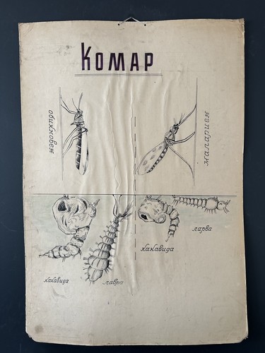 Tableau mural affiche anatomie