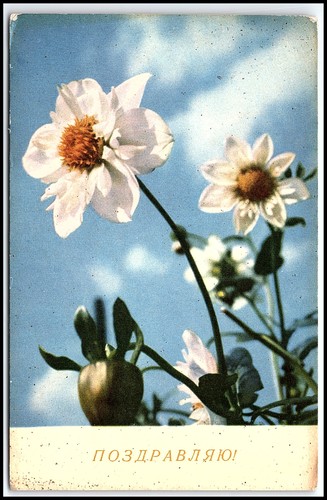 1967 russie soviétique dahlia - russie,