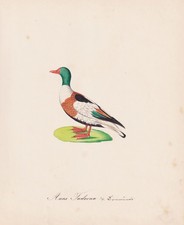Brandgans Shelduck Canard Aquarelle Dessin 1840