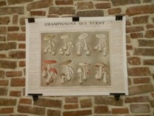 AUTHENTIQUE AFFICHE DIDACTIQUE - CHAMPIGNONS QUI TUENT.