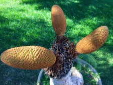 Cycas siamensis 2-3cm - NO