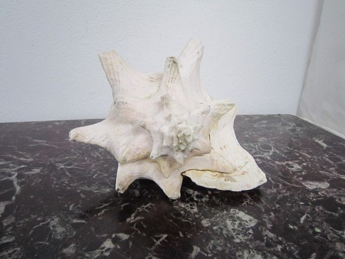 Coquillage identifier conque - coquillage,