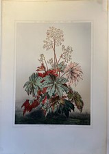 Begonia ricinifolia, Les promenades de paris, 1873, Alphand.
