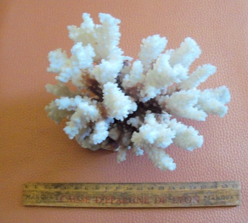 Corail blanc - , (boule).