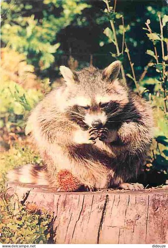 Carte postale animaux - animaux,