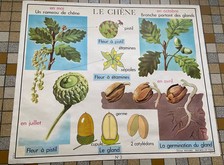 affiche scolaire "LE CHÊNE- LE CHAMPIGNON DE COUCHE" botanique  vintage an 60